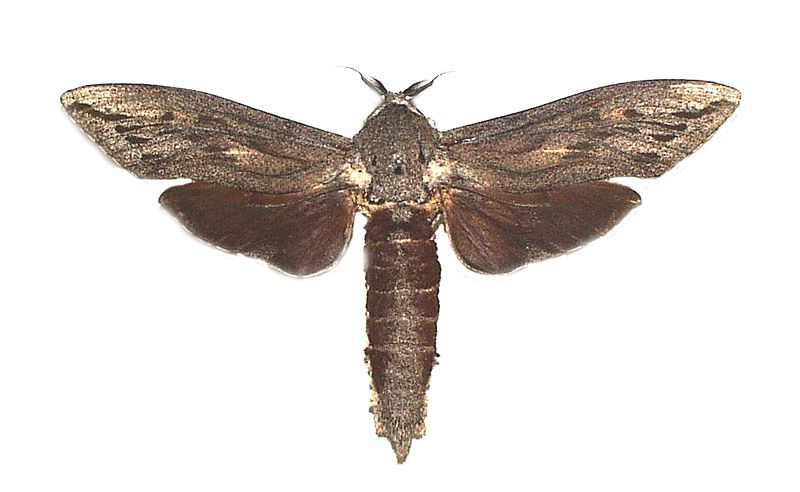 Endoxyla affinis