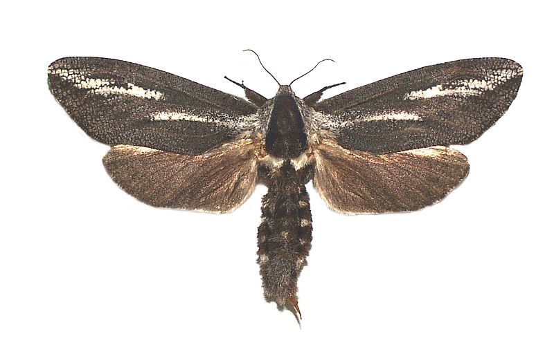 Endoxyla leucomochla