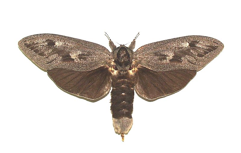 Endoxyla macleayi