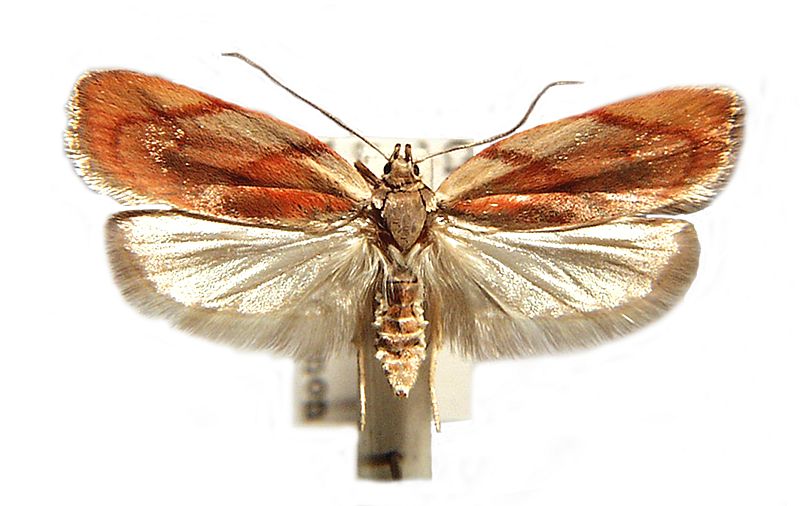 Eochrois pandora