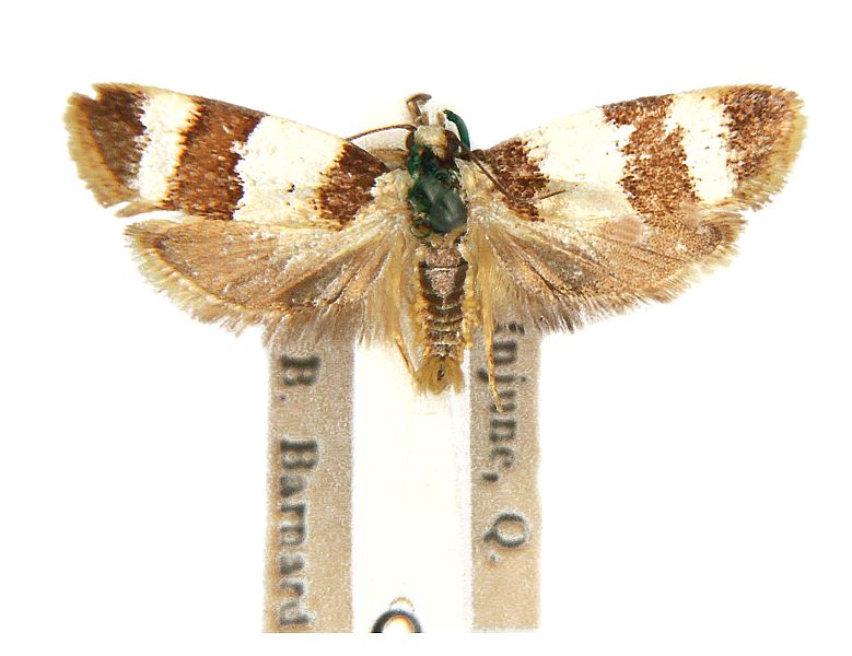 Eochrois platyphaea