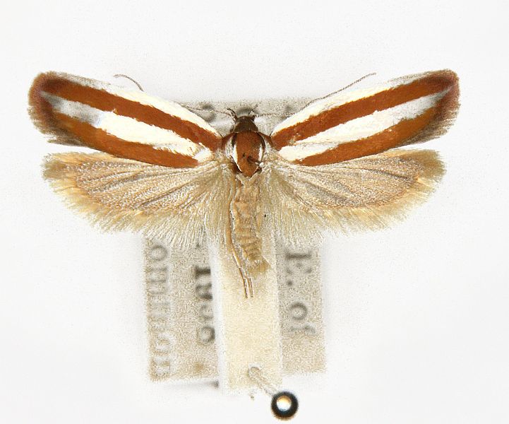 Eochrois rubrilinea