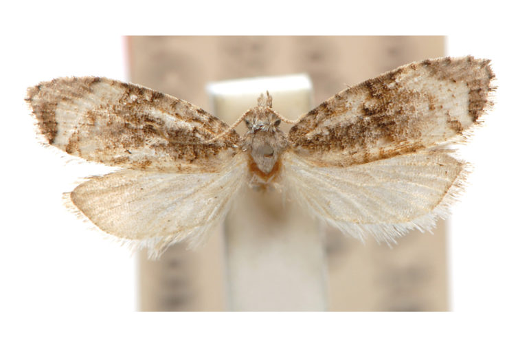 Epitrichosma hesperia – Australian Moths Online