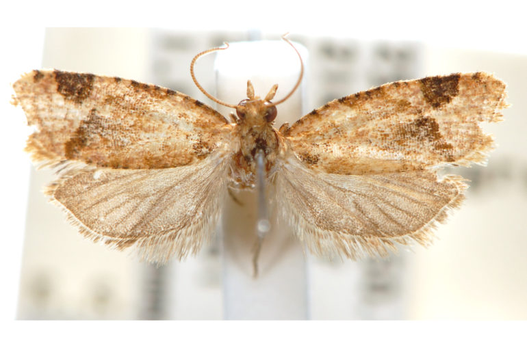 Epitymbia eutypa – Australian Moths Online