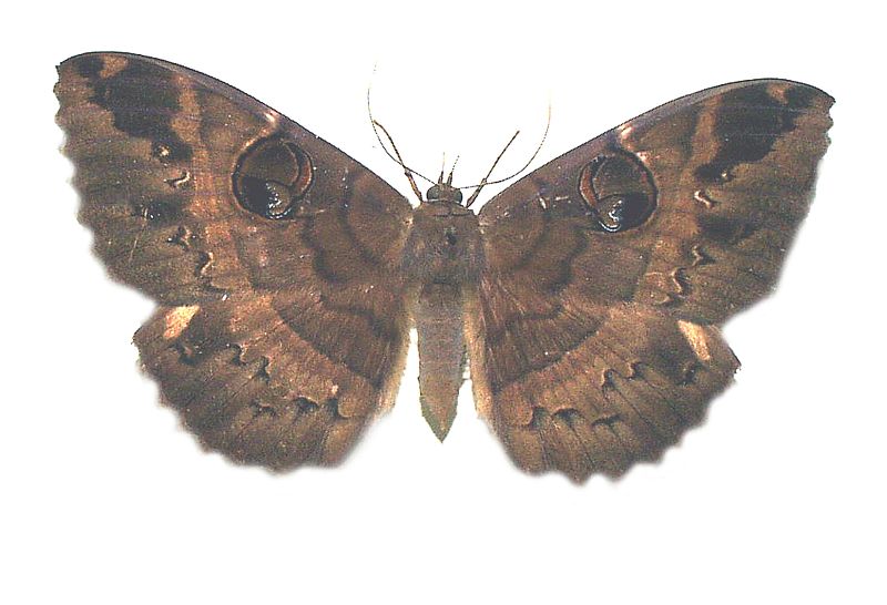 Erebus crepuscularis