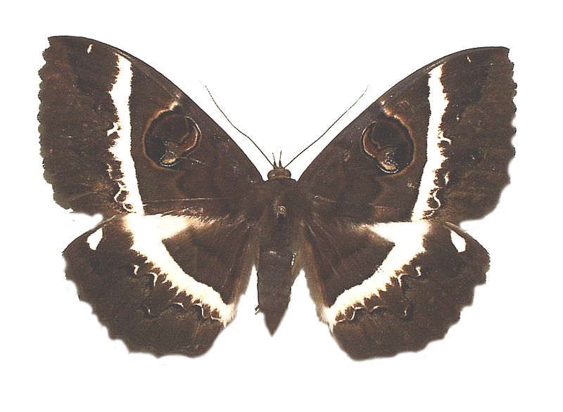 Erebus terminitincta