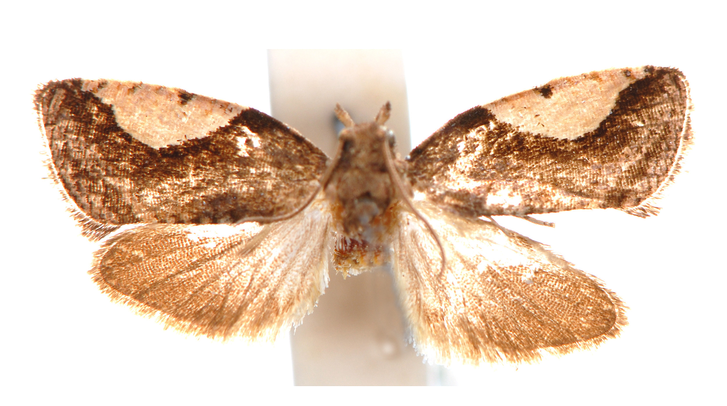 Eremas tetrarcha