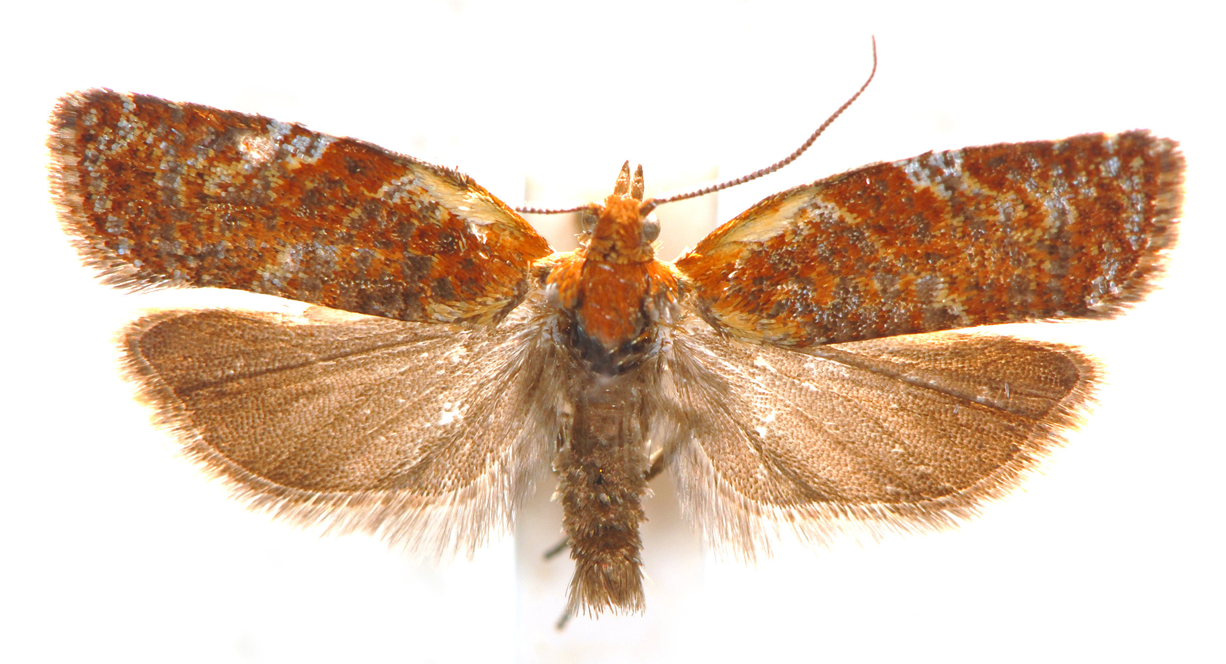 Ericodesma adoxodes