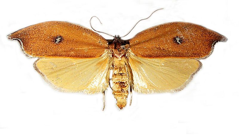 Eschatura lemurias