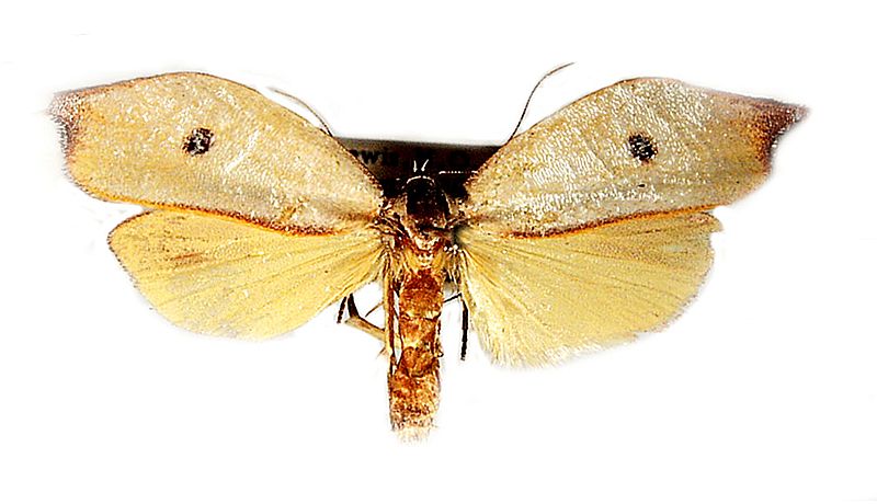 Eschatura lemurias