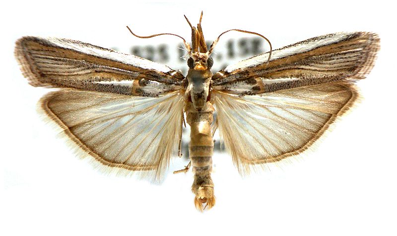 Etiella chrysoporella