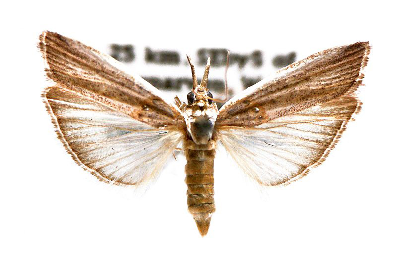 Etiella grisea