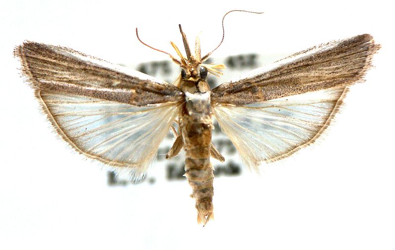 Etiella grisea