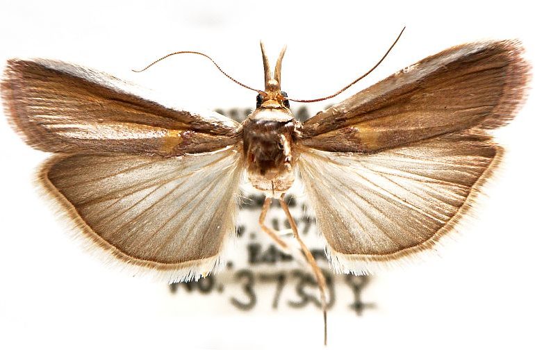 Phycitinae Australian Moths Online