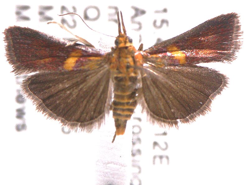 Etiella walsinghamella