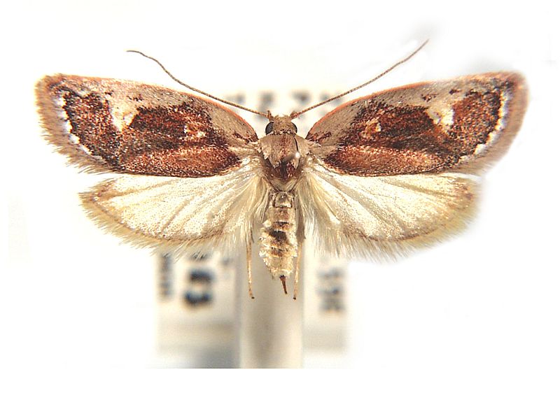 Euchaetis habrocosma