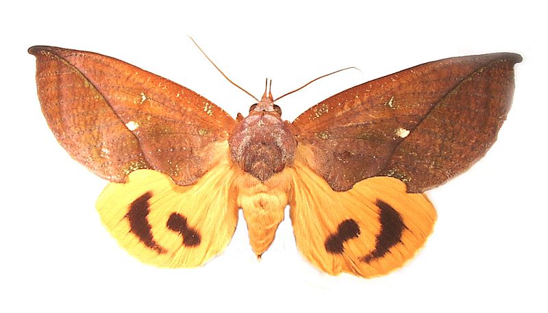 Eudocima aurantia