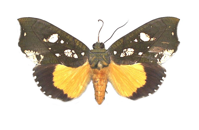 Eudocima cocalus