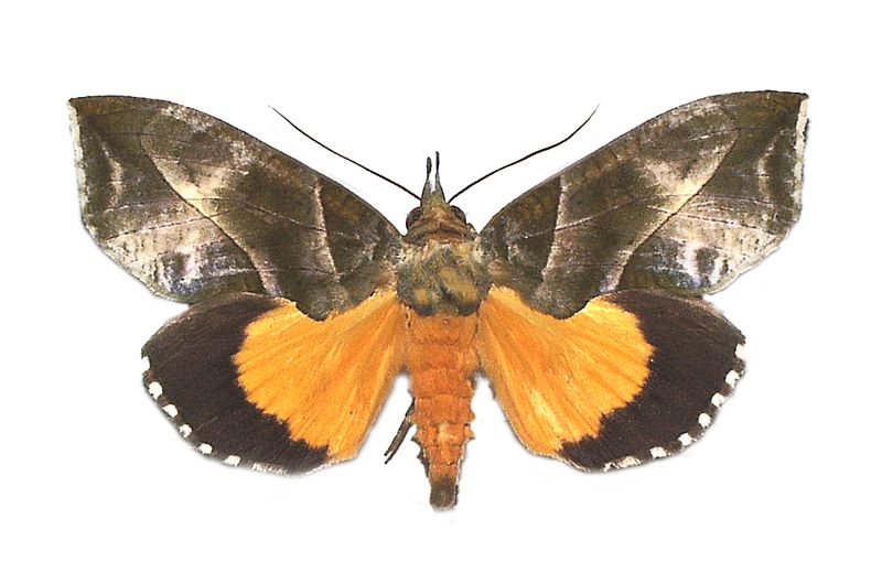 Eudocima cocalus