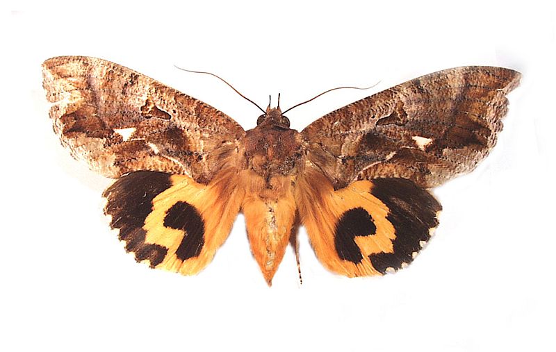 Eudocima fullonia