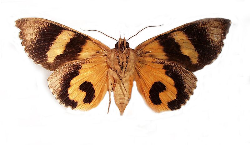 Eudocima fullonia