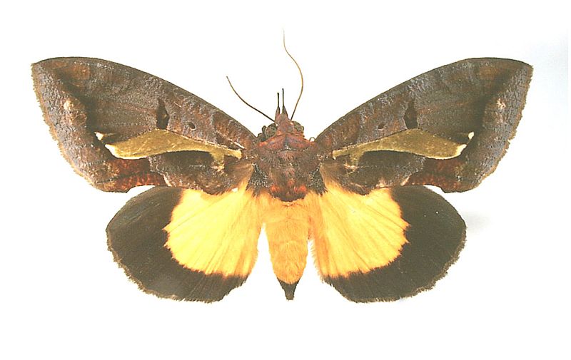 Eudocima iridescens