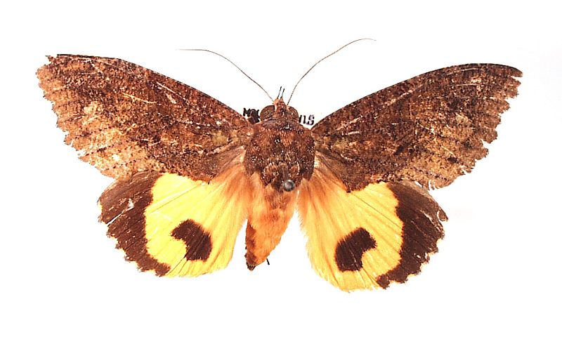 Eudocima jordani