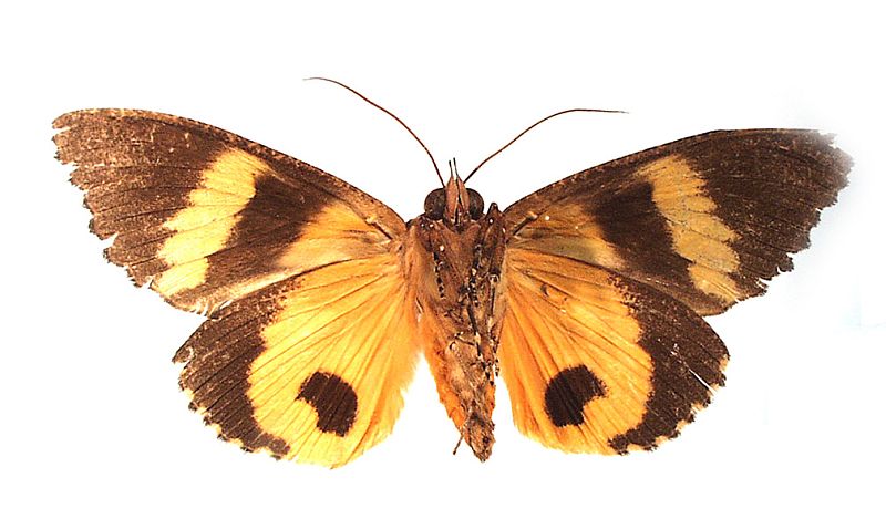 Eudocima jordani