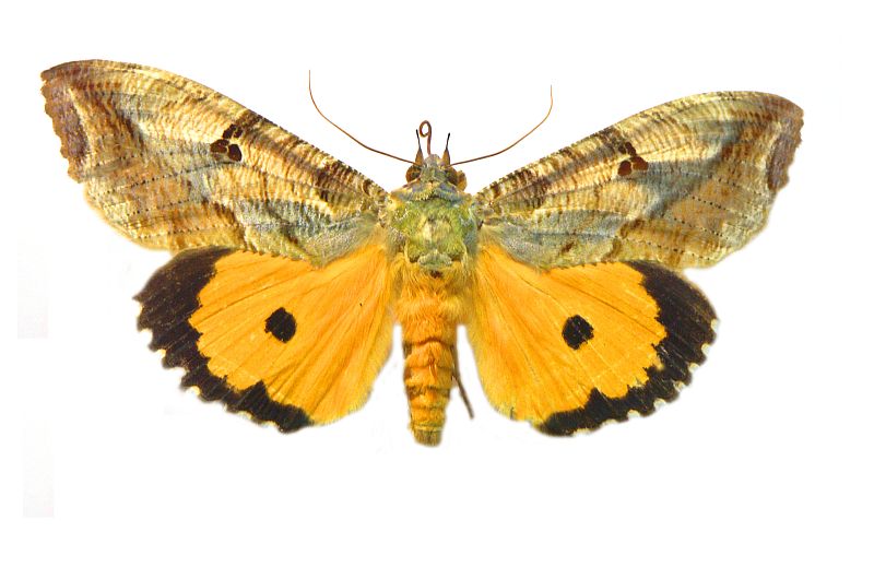 Eudocima materna