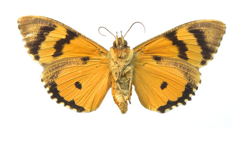 Eudocima materna