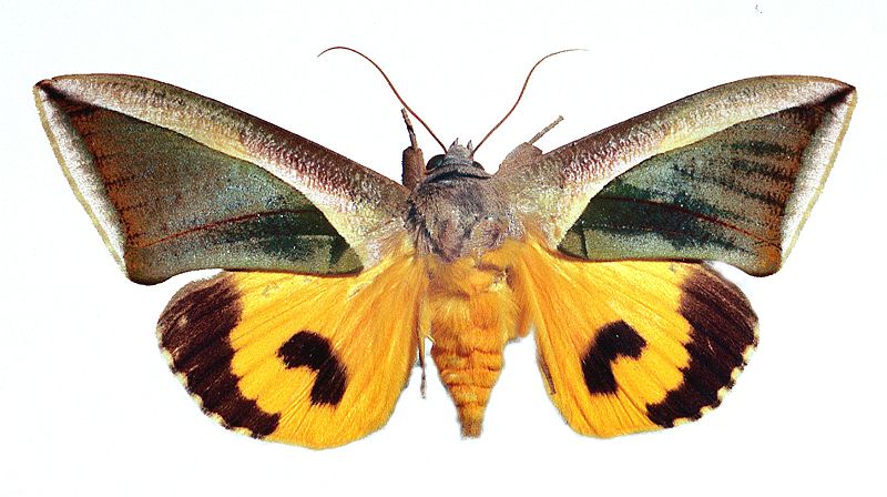 Eudocima salaminia