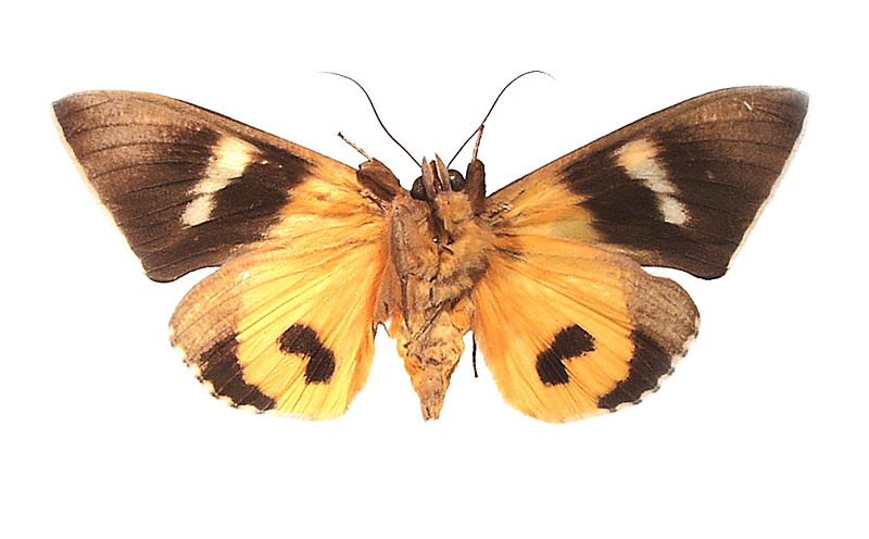 Eudocima salaminia