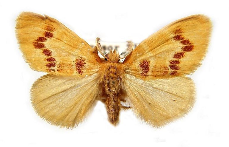 Euproctis emprepes Turner, 1931 – Australian Moths Online