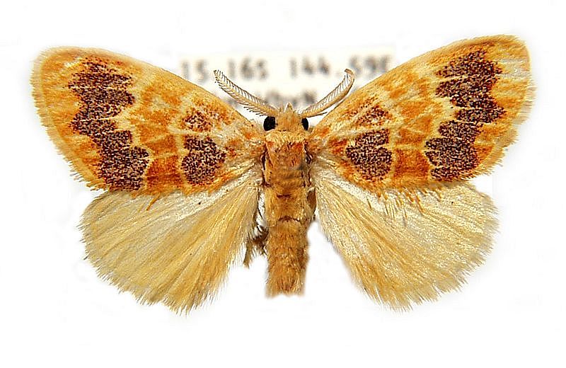 Euproctis epaxia Turner, 1906 – Australian Moths Online