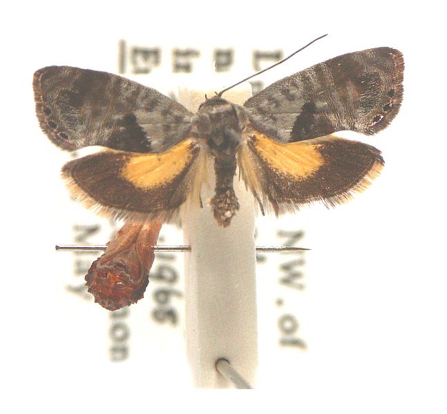 Eupselia carpocapsella