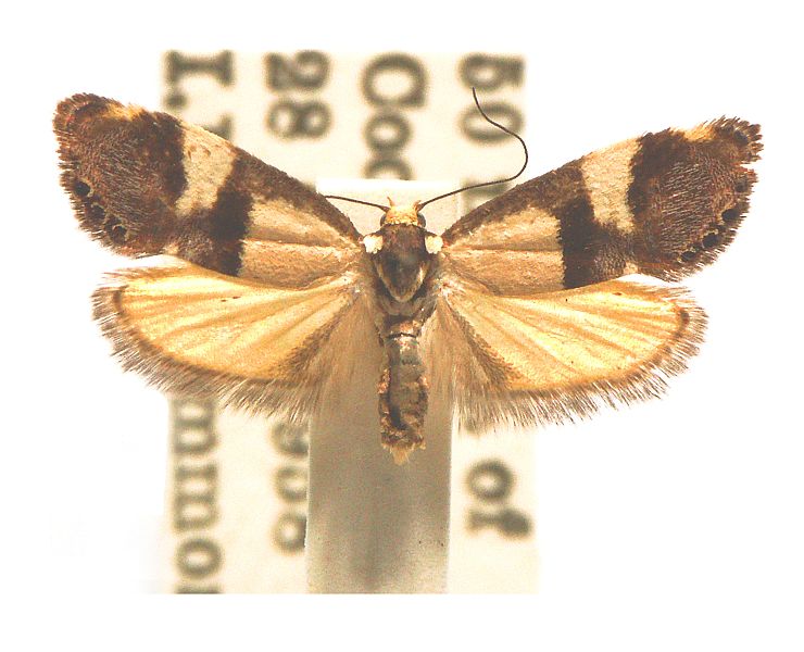 Eupselia philomorpha