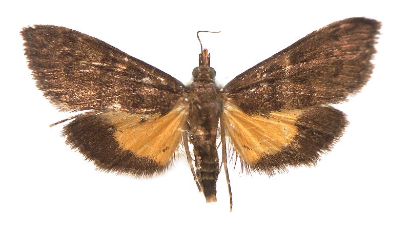 Eurybela trophoessa