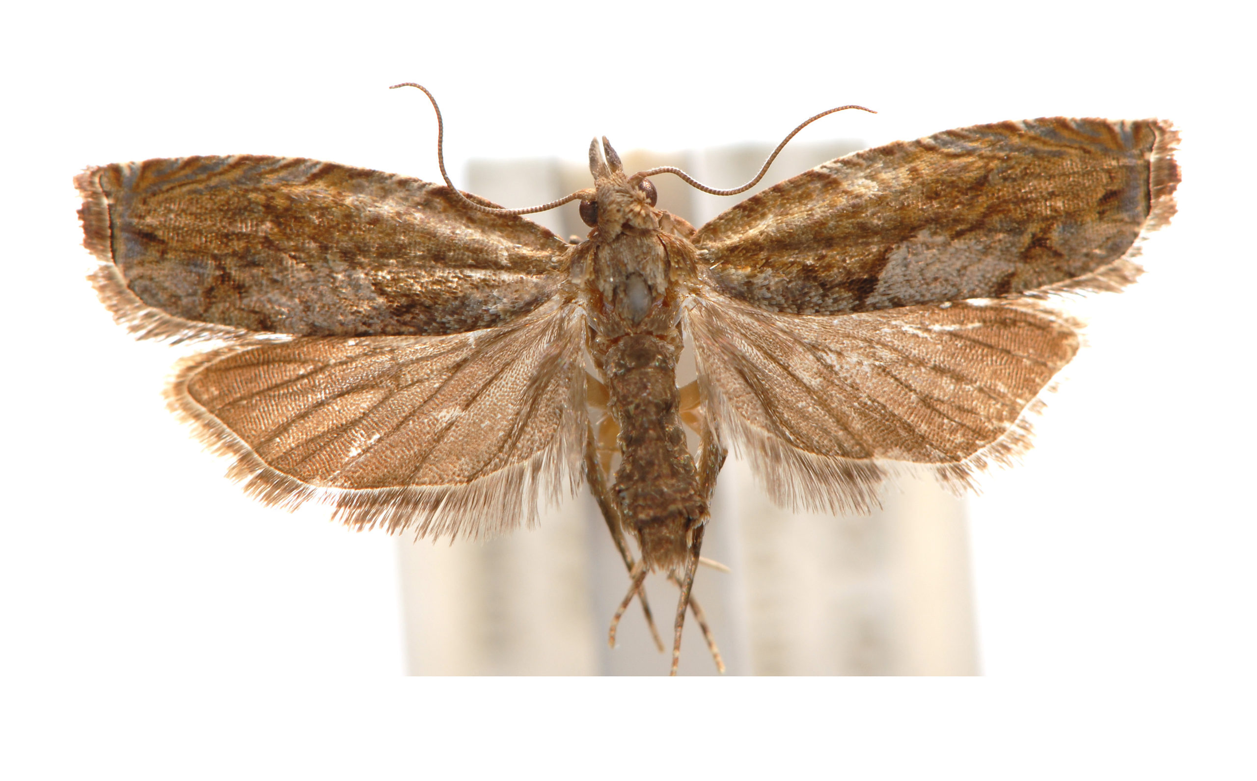 Fibuloides phycitipalpia