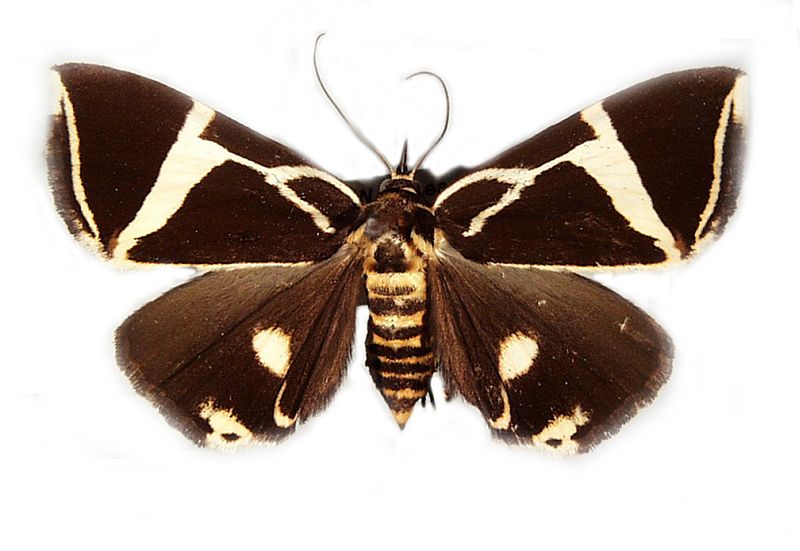 Fodina ostorius