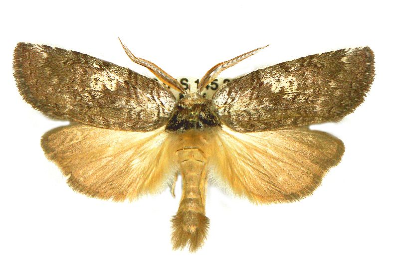 Gallaba ochropepla