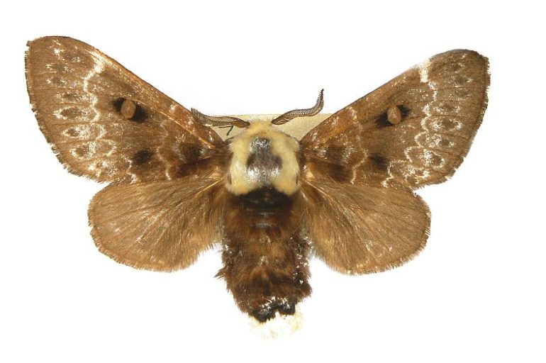 Genduara punctigera Australian Moths Online