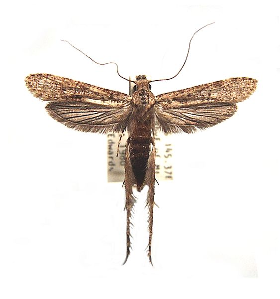 Gerontha acrosthenia