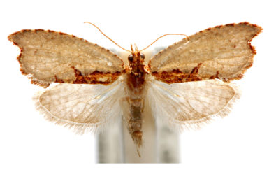 Glyphidoptera polymita