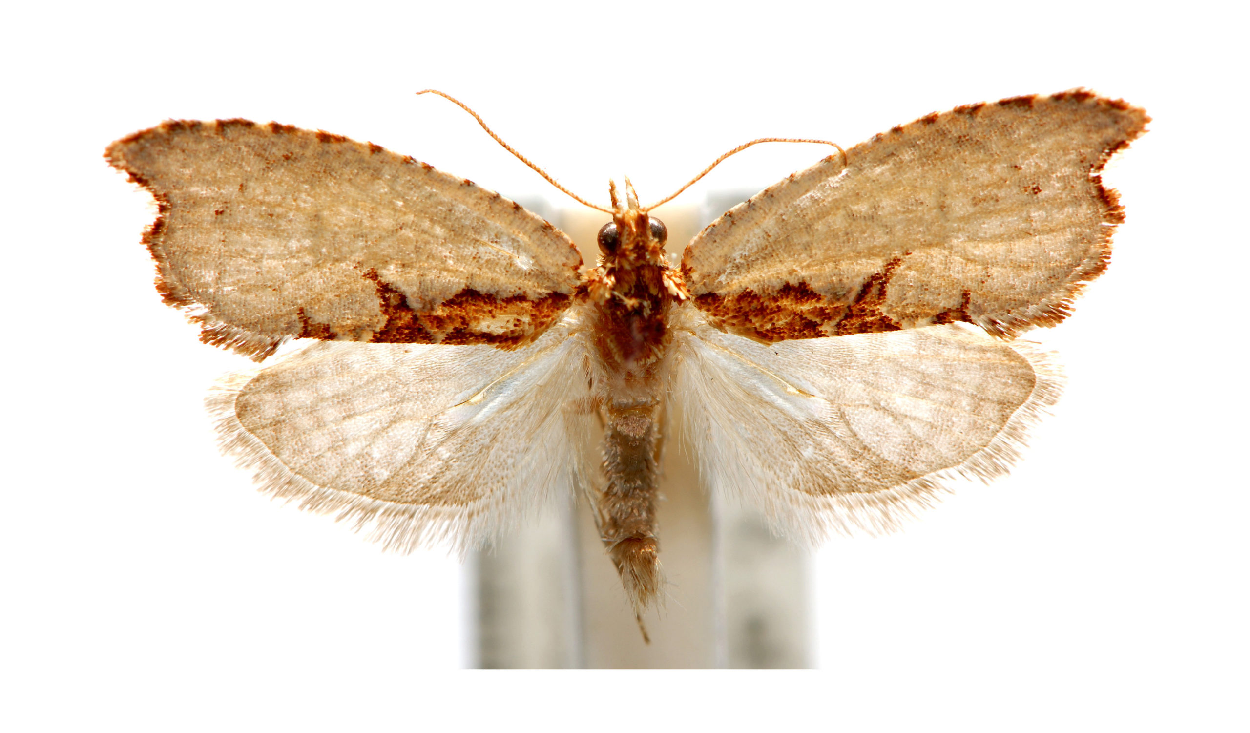 Glyphidoptera polymita