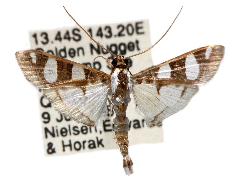 Glyphodes apiospila