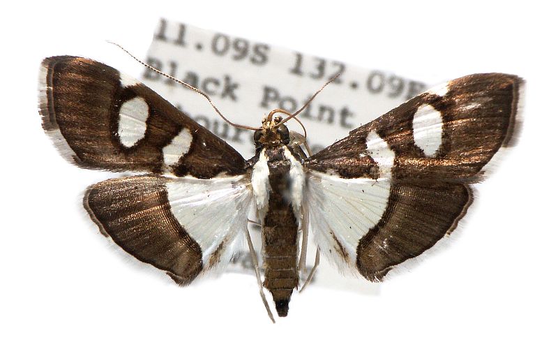 Glyphodes bicolor