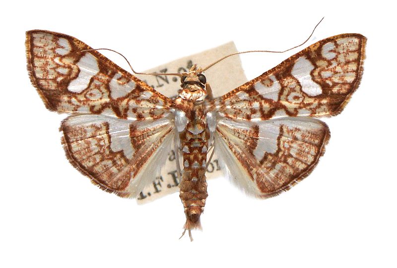 Glyphodes canthusalis