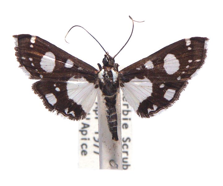 Glyphodes conjunctalis