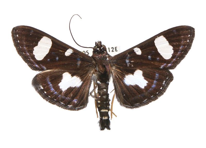 Glyphodes doleschalii