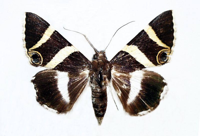 Grammodes ocellata